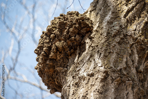 Knot on a Tree