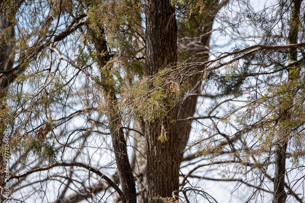 Pine Trees