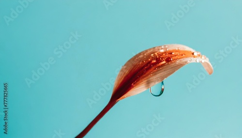 Petalo de flor fondo minimalista