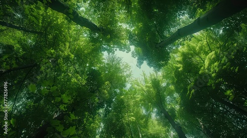 Enchanting Panorama of Green Forest Canopy from Below