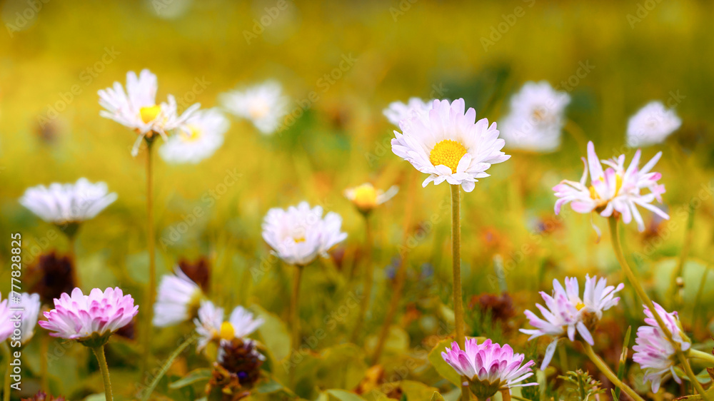 Beautiful daisy flowers in the garden. Flower glade. Beautiful daisy flowers in the garden. Flower glade.