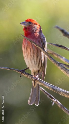 House Finch male perched on a succulent plant. Stanford, Santa Clara County, California, USA.