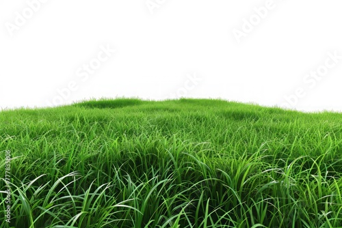 Grass on White background
