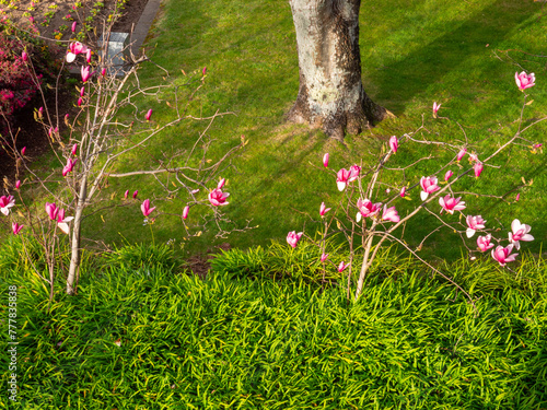 Pink flowers amongst green plants and grass in the garden below