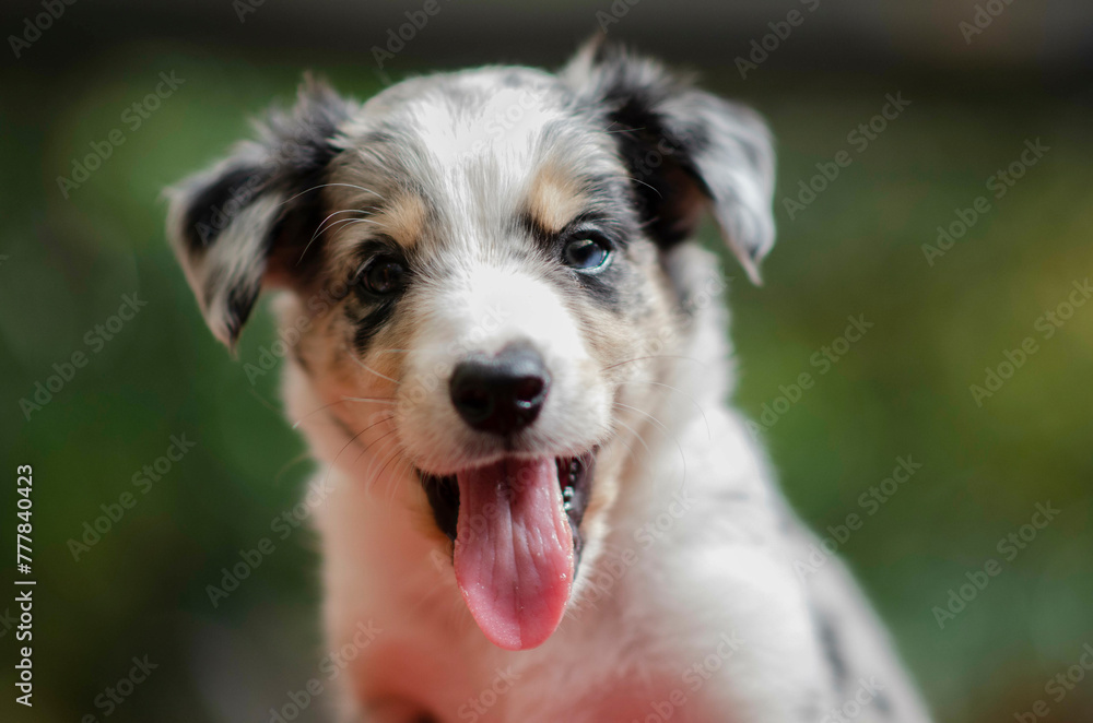 border collie puppy 