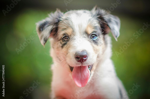 border collie puppy 