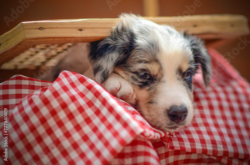 border collie puppy 