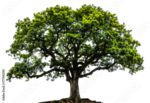 A large tree with green leaves is the main focus of the image  cut out - stock png.