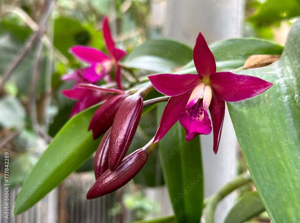 Obraz premium Blooming Cattleya orchid (lat.- Cattleya wittigiana)