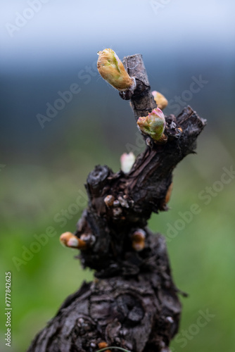 Springtime Vineyard Bud Break