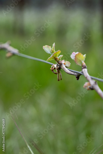Springtime Vineyard Bud Break