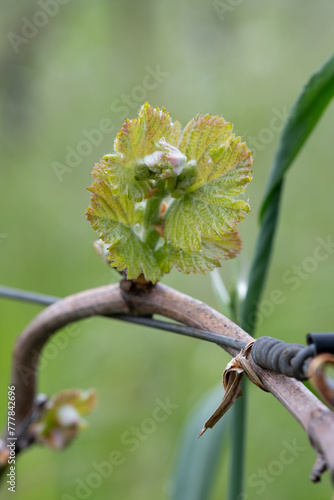 Springtime Vineyard Bud Break