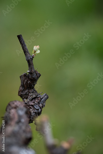 Spring Time Vineyard Bud Break