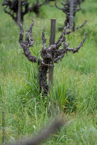Old Vine Zinfandel 