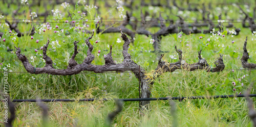 Springtime Vineyard Bud Break