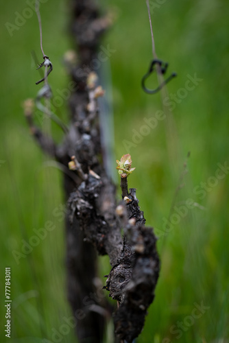 Cabernet Spring Bud Break 