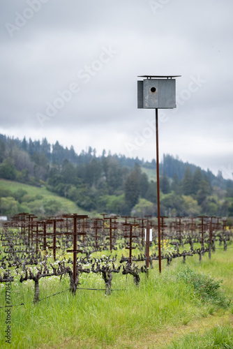 Vineyard Owl Box