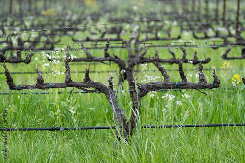 Springtime Bud Break Cabernet Vines