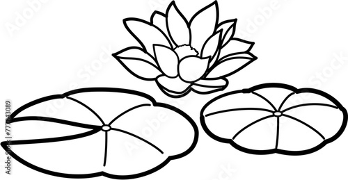 water lotus flower plants