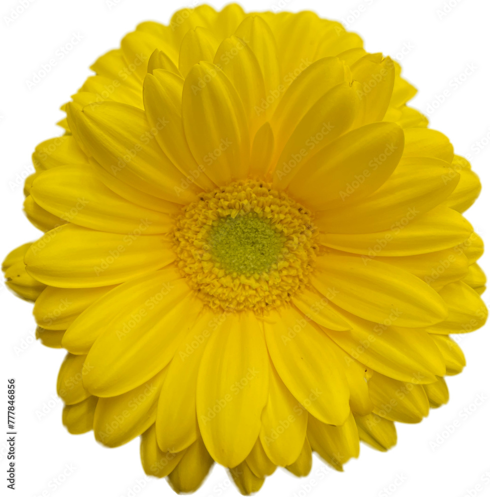 Yellow gerbera daisy flower bloom against transparent background Yellow gerbera daisy flower bloom against transparent background