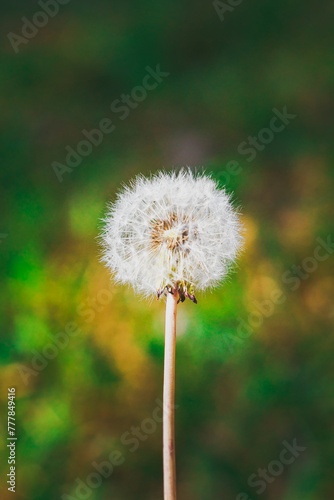 Dandelion Flower