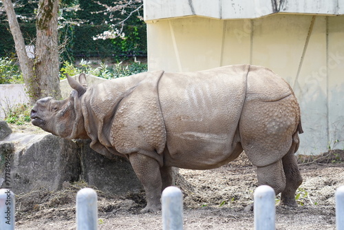 サイ