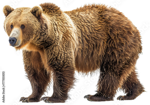 Wallpaper Mural A brown bear stands, cut out - stock png. Torontodigital.ca