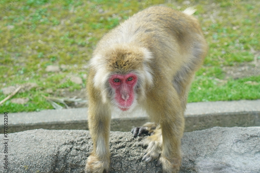 Naklejka premium 東山動植物園の動物（猿）
