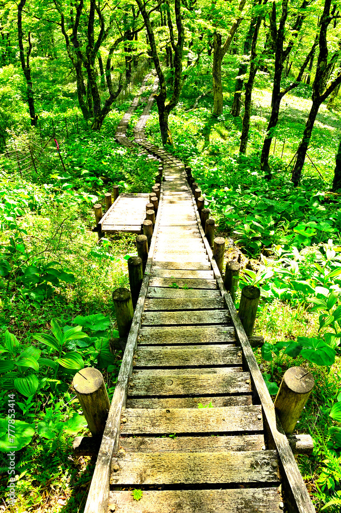 Obraz premium 丹沢山地の丹沢山 天王寺尾根 ブナ林を通る木道の道 