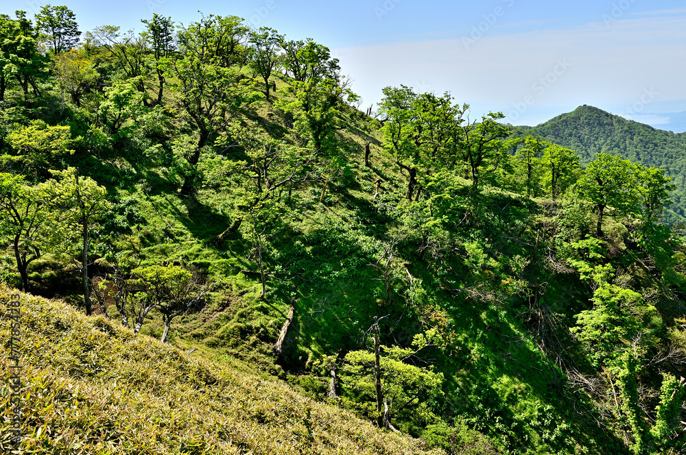 丹沢山地の丹沢山より 新緑の山地と塔ノ岳
丹沢山地の丹沢山より 新緑の山地と塔ノ岳