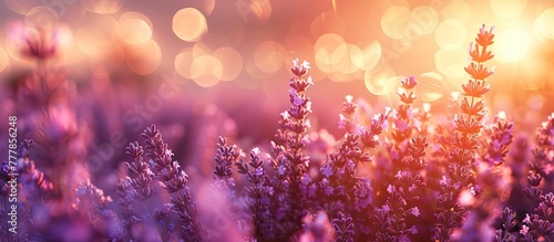 D Clay Sculpture A Captivating Lavender Field at Sunset