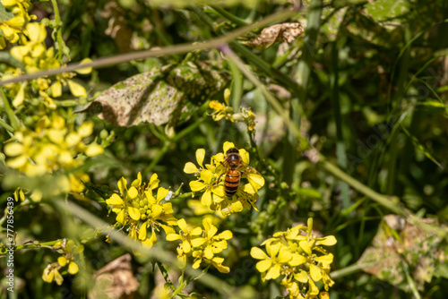 Wallpaper Mural Bee on yellow flower Torontodigital.ca