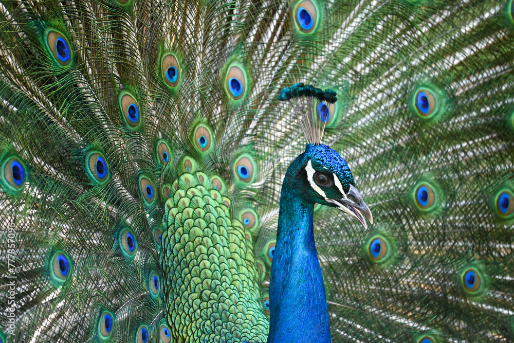 Fototapeta premium peacock with feathers