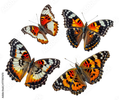 Four butterflies with orange and white wings, cut out - stock png. © Mr. Stocker