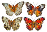 Four different colored butterflies are shown in a row, cut out - stock png.