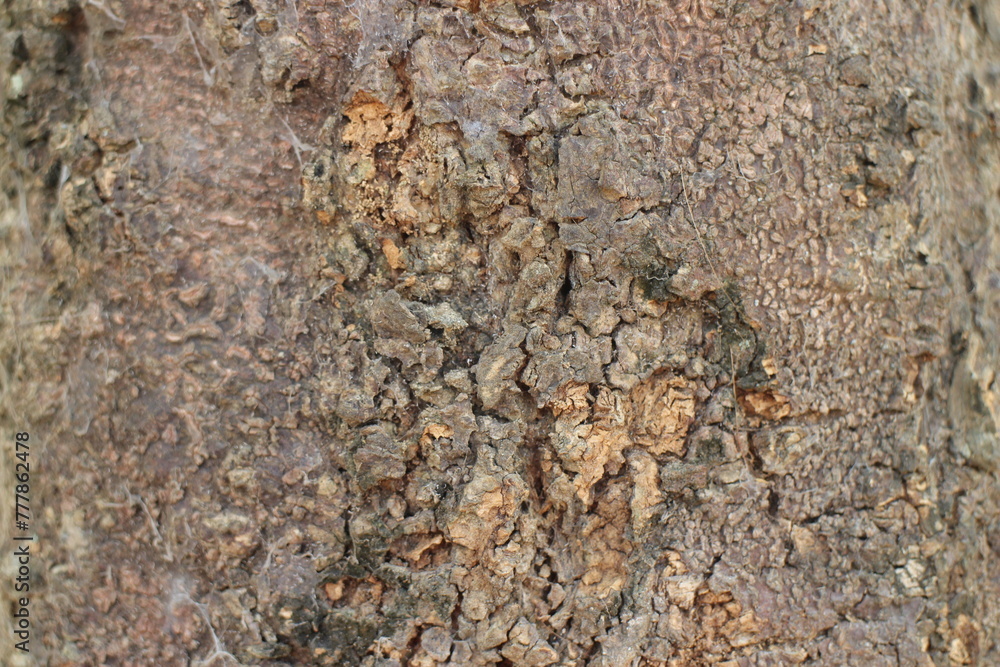 A close-up photo of tree bark. The bark is a dark brown color with a rough, textured surface. A close-up photo of tree bark. The bark is a dark brown color with a rough, textured surface.