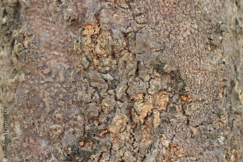 A close-up photo of tree bark. The bark is a dark brown color with a rough, textured surface.