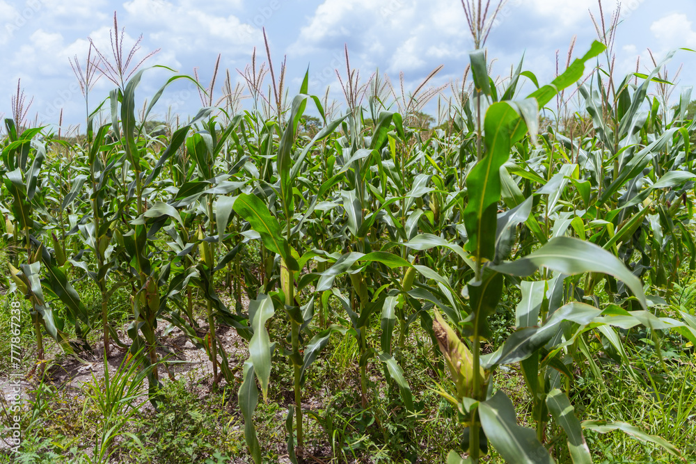 Cornfield. Cornfield.