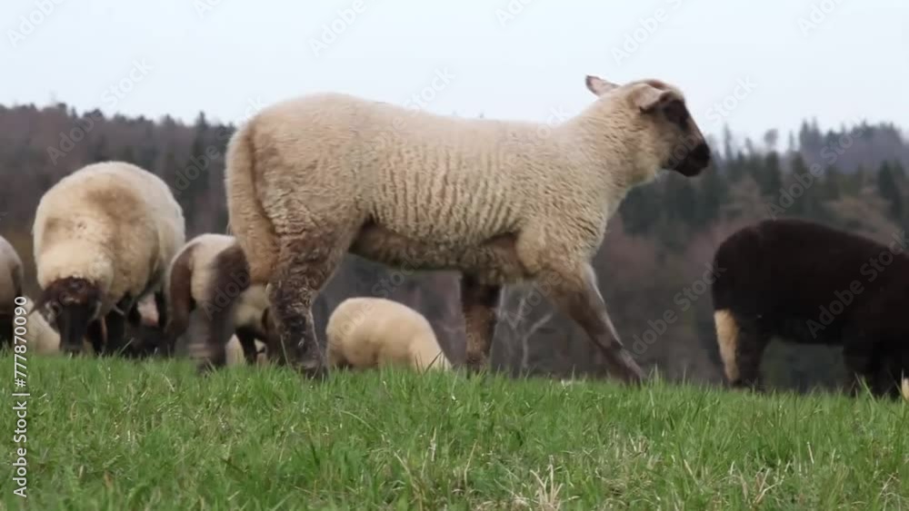 Schafe freiland auf einer Wiese Schafe freiland auf einer Wiese
