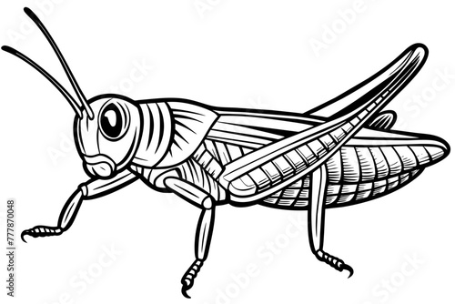 coloring-page-for-kids--realistic-insect-grasshoppers vector 