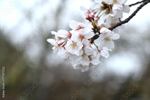Japan sightseeing trip. Cherry blossoms in full bloom on a rainy day. Seasonal background material.