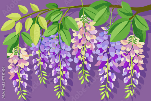 wisteria-vector-illustrations