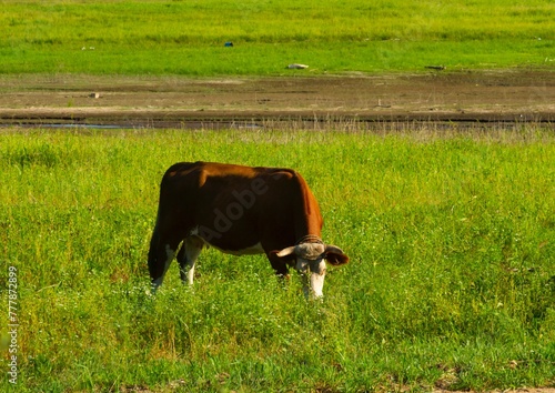 A cow is eating grass in a farm. © Daniel