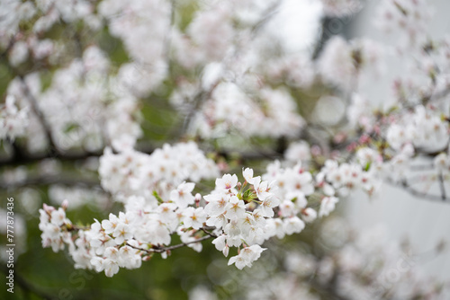桜 © 孤　月