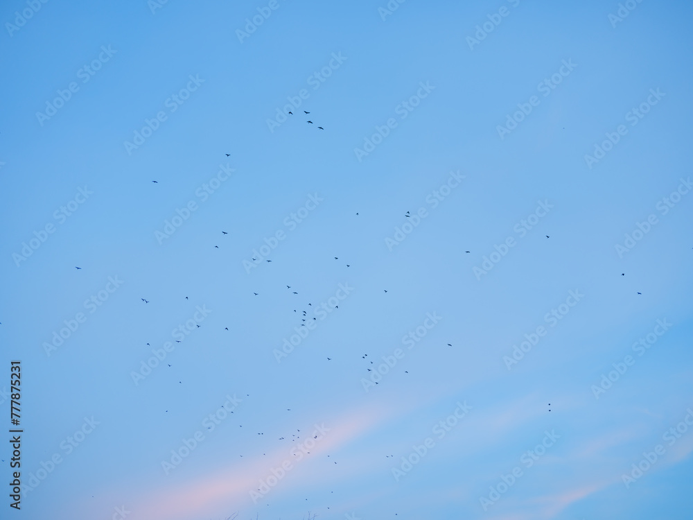 Flock of birds flying on the background of blue sky at sunset Flock of birds flying on the background of blue sky at sunset