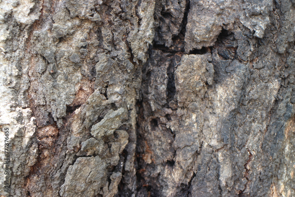 close up photo of tree bark close up photo of tree bark