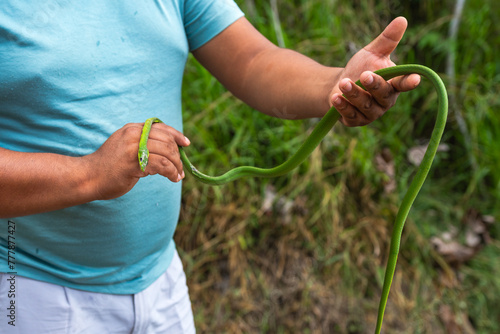 Man holding a dead green snake photo