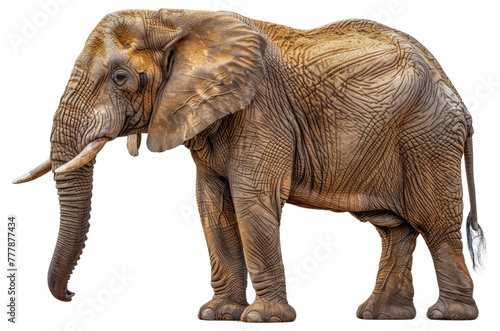 A large elephant standing, cut out - stock png.