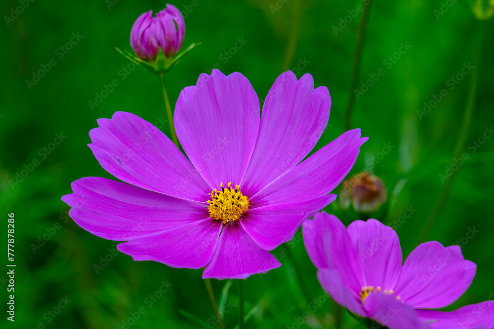 Purple cosmos (c. bipinnatus) with yellow centre in garden Purple cosmos (c. bipinnatus) with yellow centre in garden