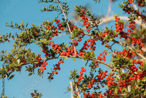 Red Holly Berries in Nature and Winter Blue Sky